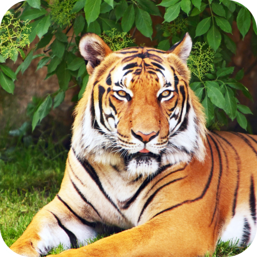 Royal Tiger Wallpaper HD icon