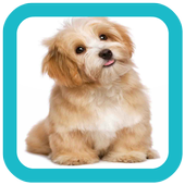 Pet Dog Wallpaper icon