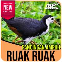 Suara Pemikat Burung Ruak Ruak Paling Ampuh on 9Apps