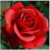 Flower wallpapers HD icon