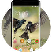 Beautiful birds theme for Lava Z60 wallpaper HD icon