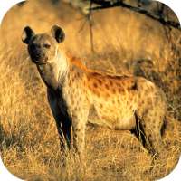 Hyena Sounds