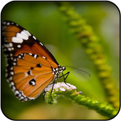 Butterfly 3d Wallpapers icon