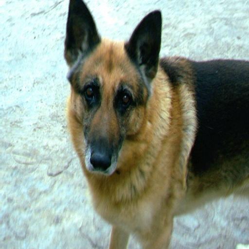 Pets- Funny Animals Cards Game icon