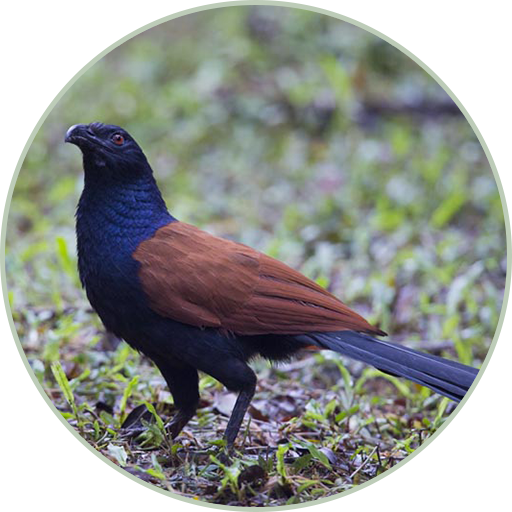 Coucal Sound Ringtones icon