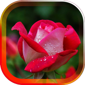 Spring Rose live wallpaper icon