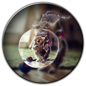 PIP Photo Collage Editor أيقونة