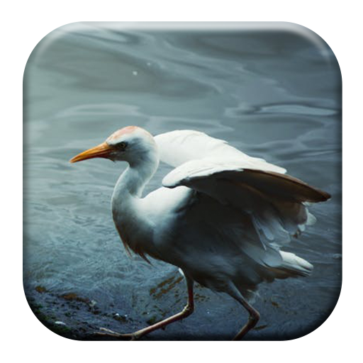 Crane Bird Sounds icon