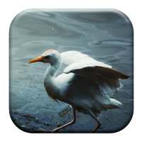 Crane Bird Sounds on 9Apps