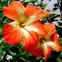 Flowers Live Wallpaper FREE