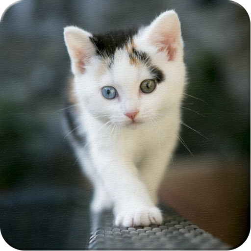 Cute Kitten Wallpapers HD icon