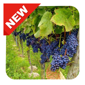 300  Amazing Fruit Garden Ideas icon