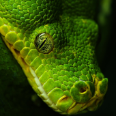 Snake Live Wallpaper icon