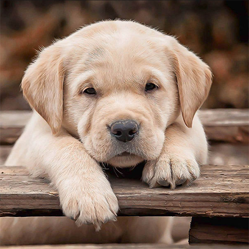 Animals Puzzles Jigsaw Collection icon