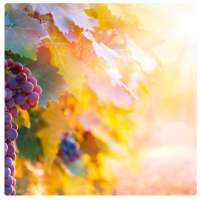 Manifesting Affirmations on 9Apps