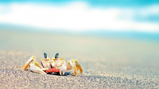 Crab Wallpapers screenshot 7