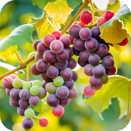 Grapes HD wallpaper icon