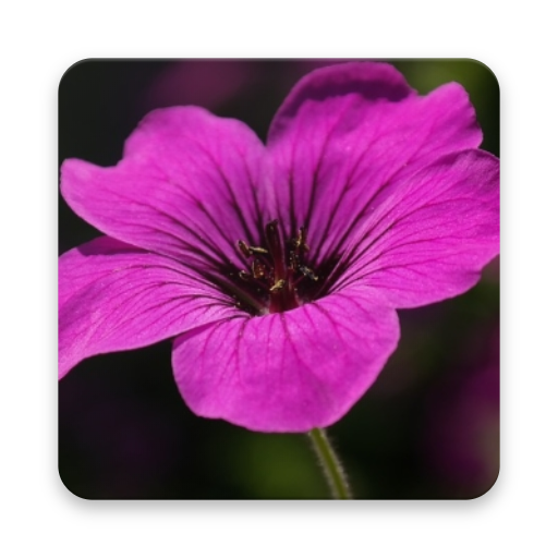 Keyboard Purple icon