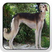 Saluki Theme - Nova/ADW/GO icon