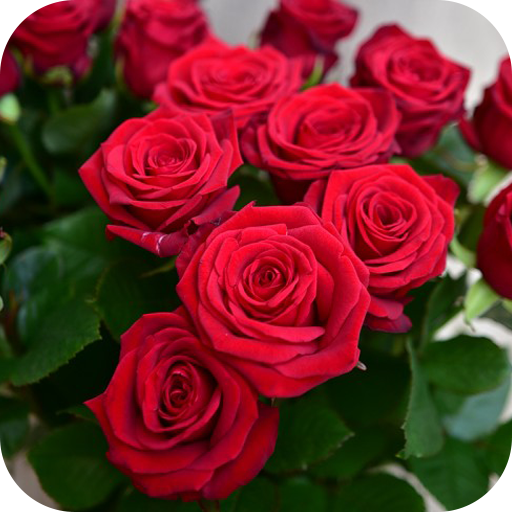 باقات الورد رائعة أيقونة
