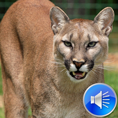Big Cat Sounds Ringtones icon