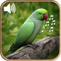 Latest Bird Ringtones 2019