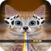 Camera snappy Cats on 9Apps