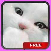 White Kitten Live Wallpaper Background Cat Theme