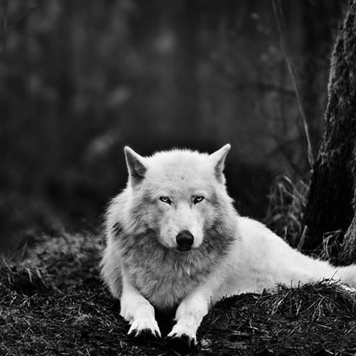 Wolf Hd Wallpaper icon