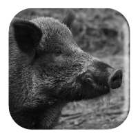 Wild Boar Sounds