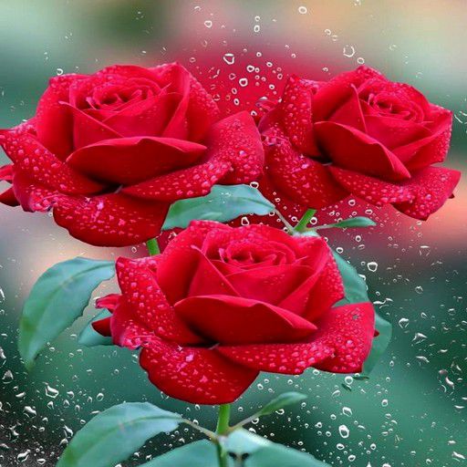 Gallery Flowers 2022 icon