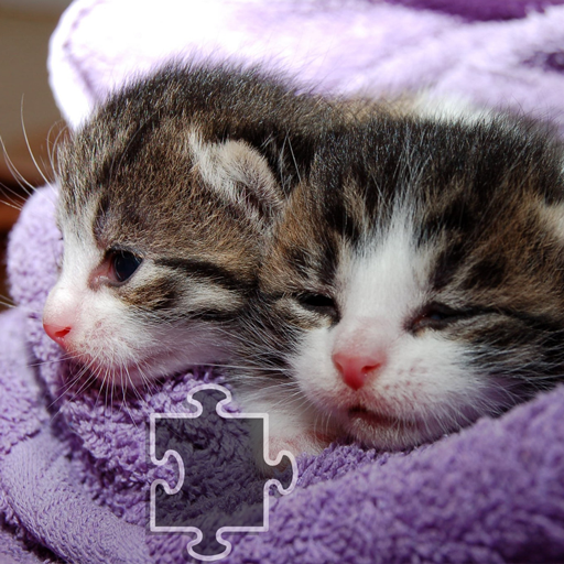 Katzen Puzzle icon