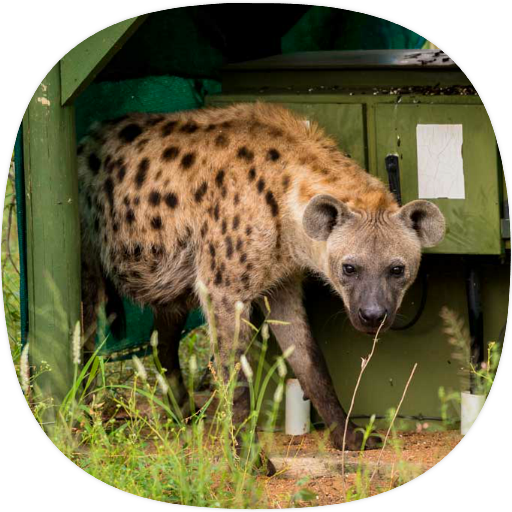 Hyena Sounds icon