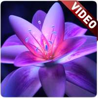 Flower Video Wallpaper