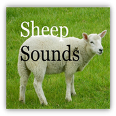 Sheep Sounds icon
