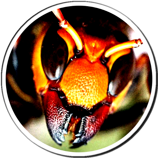 Bug Splat Massacre - FREE GAME icon