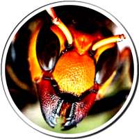 Bug Splat Massacre - FREE GAME