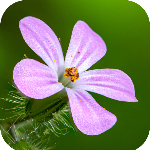 Flower Wallpaper HD icon