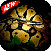 Ball Python wallpaper icon