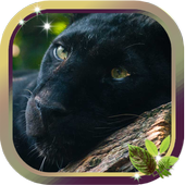 Pantera Sounds live wallpaper icon