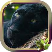 Pantera Sounds live wallpaper on 9Apps