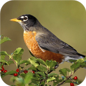 Birds. Live wallpaper icon