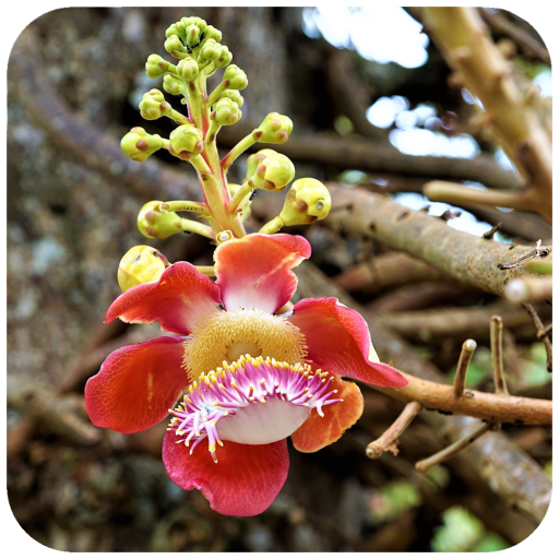 Fruit Trees Wallpaper HD icon