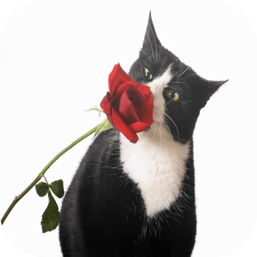Black &amp; White Cats Wallpapers icon