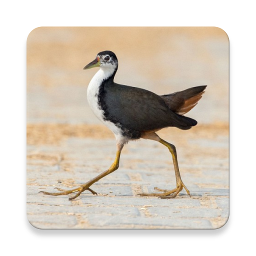 White-breasted Waterhen Bird Sounds ~ Sclip.app icon