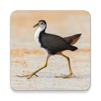 White-breasted Waterhen Bird Sounds ~ Sclip.app on 9Apps