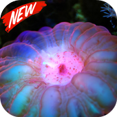 Coral icon