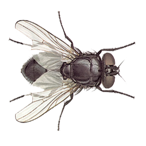 Fly simulator: cat toy icon