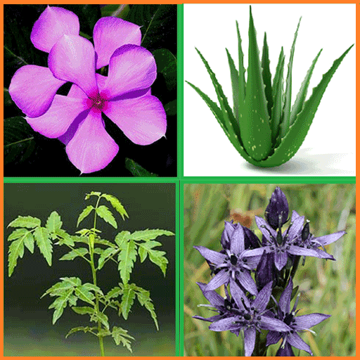 ভেষজ উদ্ভিদের ও ব্যবহার icon