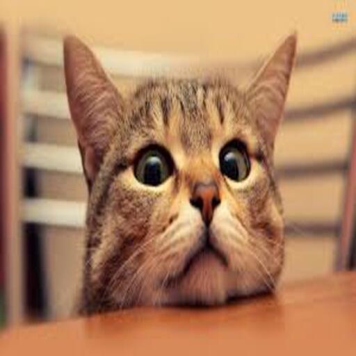 Cats wallpapers icon